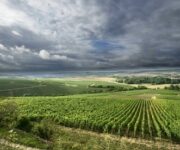 vigneti_verdicchio_matelica