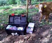 allevamento-infetto-bovini