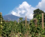 vigneto_etna