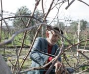 potatura_falesco_art_pizzillo1