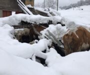 stalla_mucche_crollata