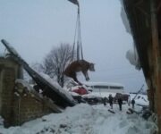 stalla_mucche_crollata3