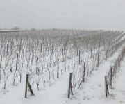 vigneti_etna_innevati