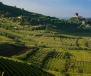 vigneti_soave_2