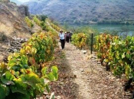 Boom dell’enoturismo in Italia