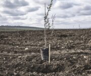 nuovo_oliveto_capparrina-2