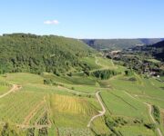 vigneti_doc_delle_venezie