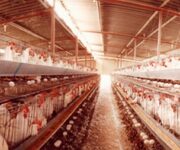 allevamento_galline