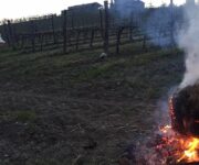 vigneti_gelate_fuoco