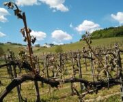 vigneti_gelati_danni