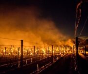 vigneti_gelati_fuochi