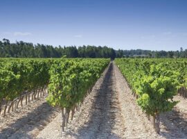 Vernaccia di Oristano, foto dei vigneti