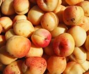 albicocca-di-galatone