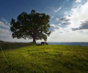 Consorzio_Soave_Biodiversit