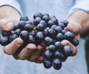 primitivo_di_manduria_uva