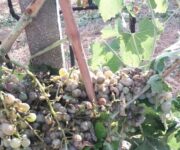 vigneti_grandine_castelli_romani