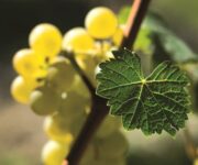 Moscato_ph__Enzo_Massa_2