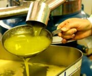 olio_di_oliva_generico_31