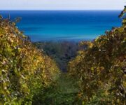 vigneti_greco_di_bianco