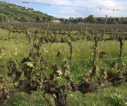 vigneto_siccit