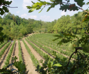 I_Vini_di_Emilio_Bulfon_Vitigno_autoctono