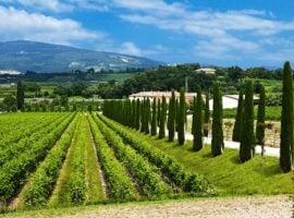 Bardolino, i vigneti
