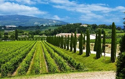 Bardolino, i vigneti