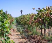 viti_malattia_di_pierce