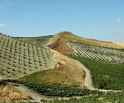 DiGiovanna_Tenuta_Gerbino_ContessaEntellinaEVOO