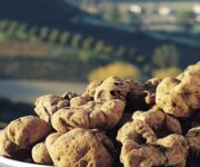 tartufo_bianco_alba_piemonte1