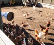 angolo_della_fattoria_bio