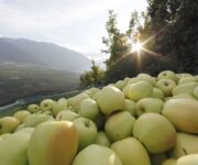 mele_alto_adige