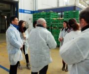 Cinesi_agrumi_sicilia