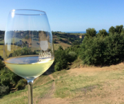 Terroir_Marche_vino