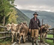 allevatore_altoatesino