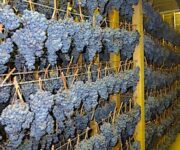 uve_vernaccia_appassimento