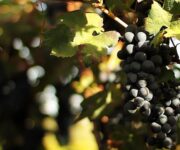 vendemmia_nero_di_troia_2