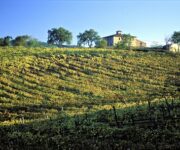 vigneti_morellino_di_scansano