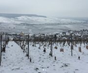 champagne_vigneti_innevati