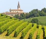 vigneti_oltrepo_pavese