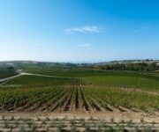 Vendemmia_sul_mare-1_2