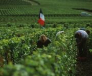 vendemmia_in_Champagne
