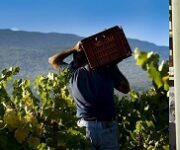 vigneti_etna_-_Copia