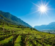 1535030612461_Mazon_Sommer_Landschaft_Kirche_Weinreihen-5139