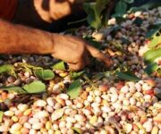 pistacchio_di_raffadali