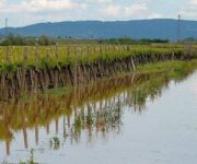 vigneti_allagati