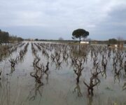 vigneti_allagati_puglia
