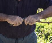 Gravner-Dedno-innesti_DSC3959