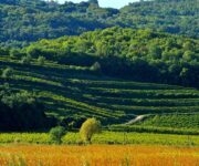 vigneti_colli_berici
