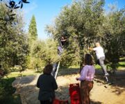 Raccolta_olio_garda_dop